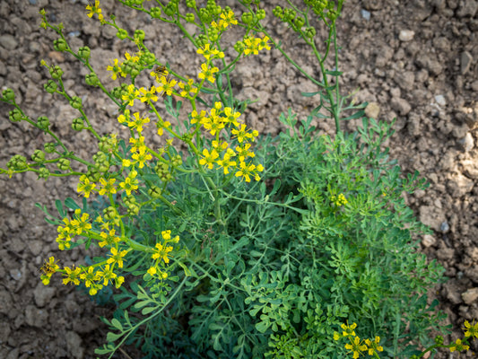 Rue flowers and leaves plant 