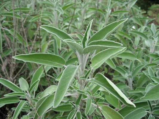 Sage leaves plant green