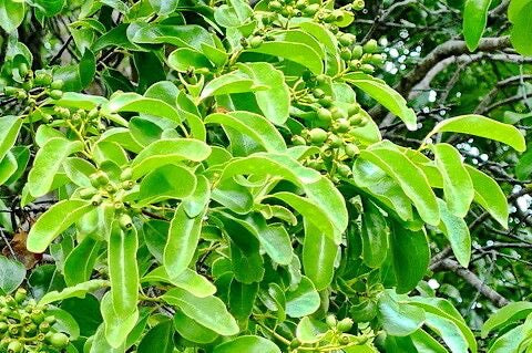 Sandalwood Caledonia plant leaves and fruit