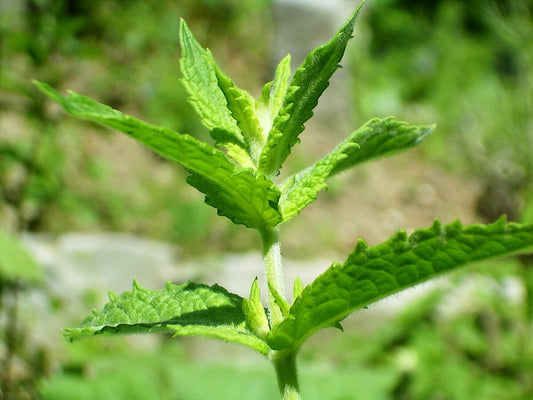 Mentha spicata green leaves