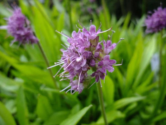 Spikenard flowers