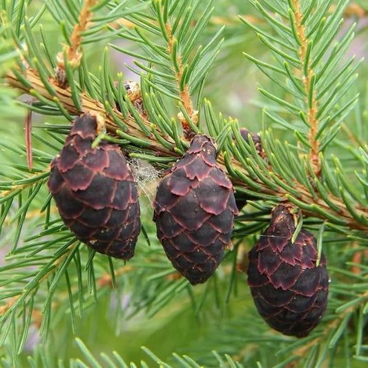 Black Spruce pine cones and pine leaves 