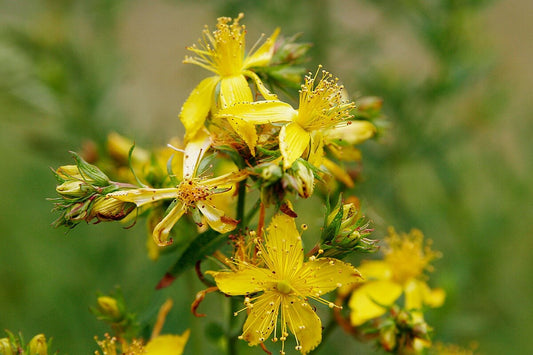hypericum perforatum st john's wort yellow flowers