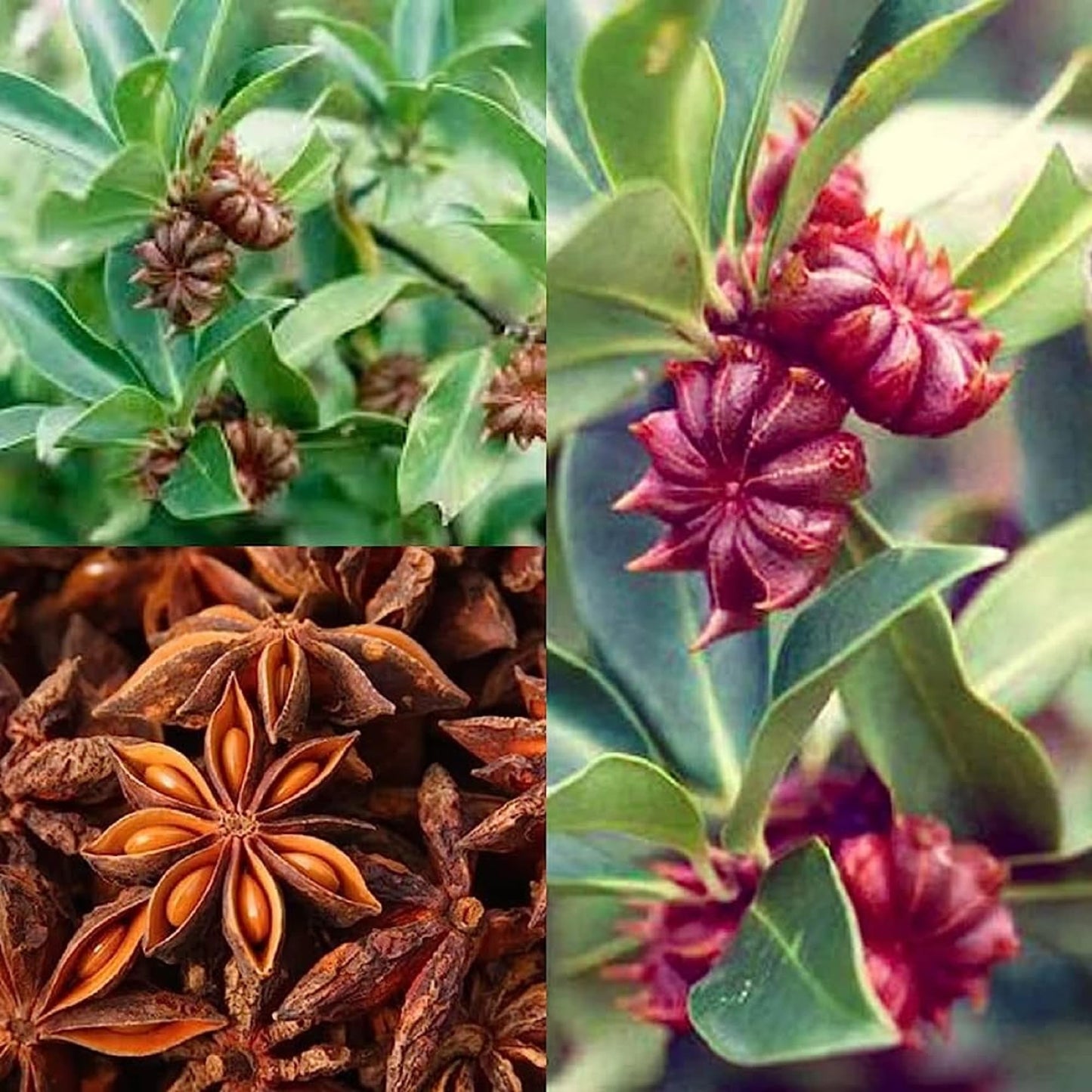 Illicium verum star anise dried fresh plant and green leaves