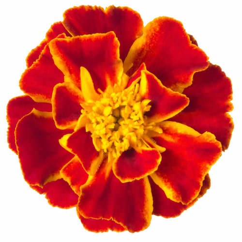 Marigold orange flower