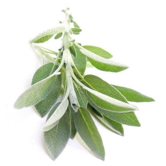 White Sage leaves