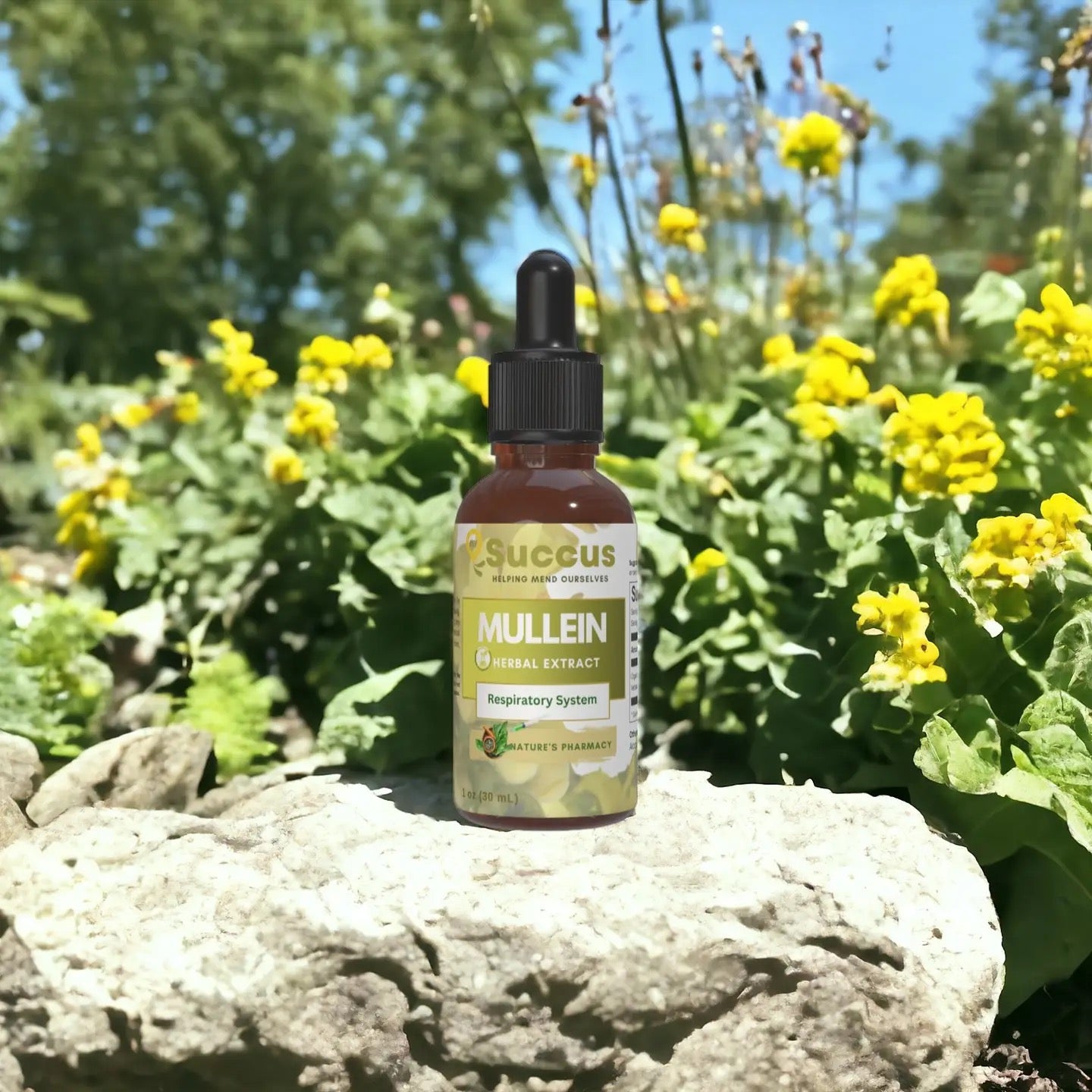 Tincture Mullein Leaf