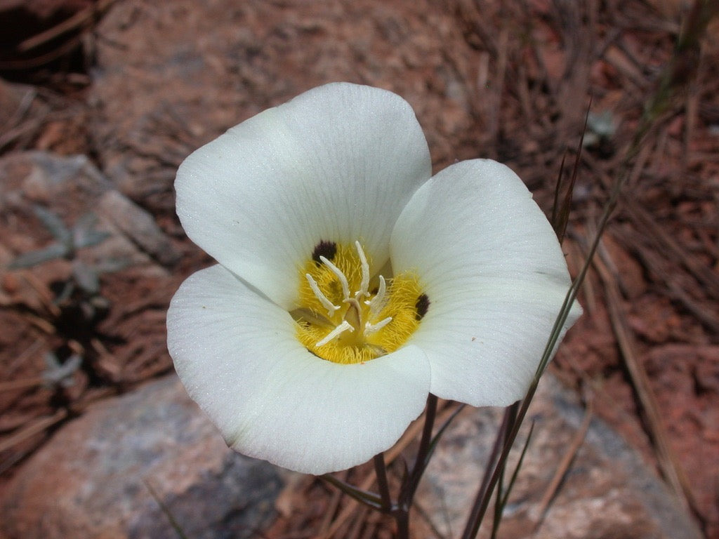Mariposa Lily Flower