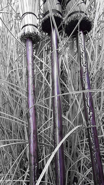 Three brooms against grass