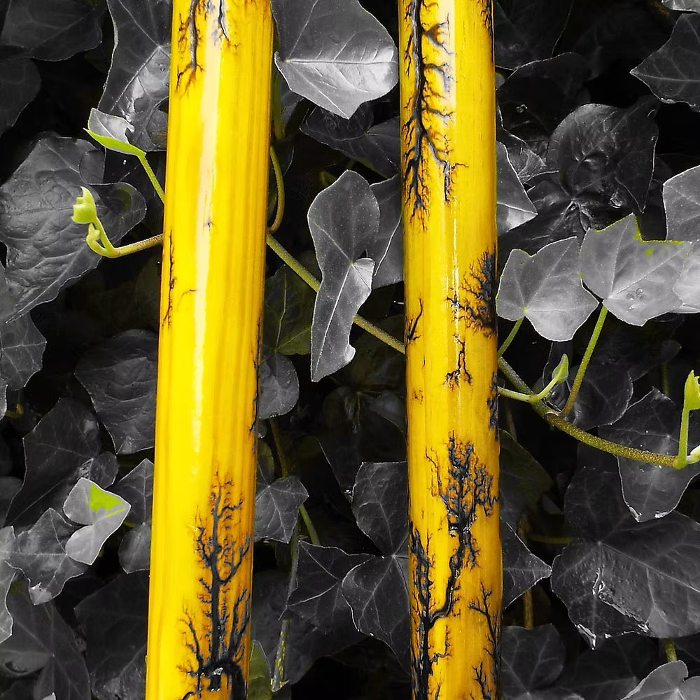Two yellow Broom poles with black markings against a dark background with green leaves