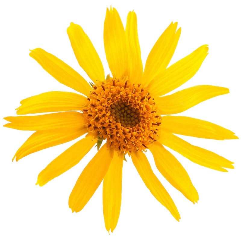 Arnica Flower