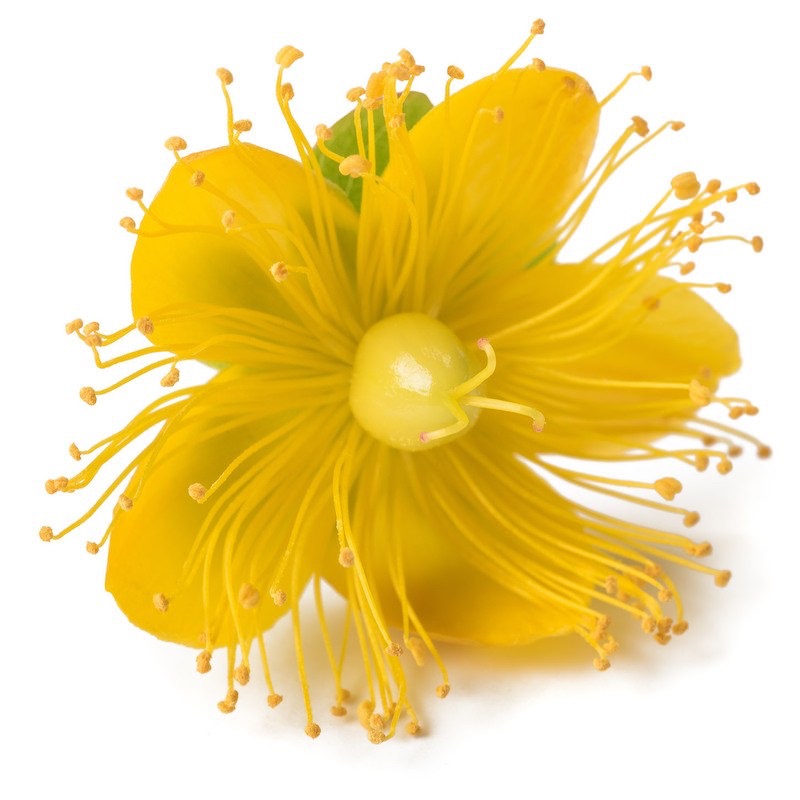 St John's Wort Infused Oil