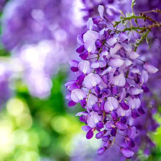 Wisteria Fragrance Flowers