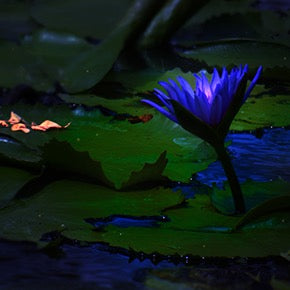 Purple water lily flower on a dark background