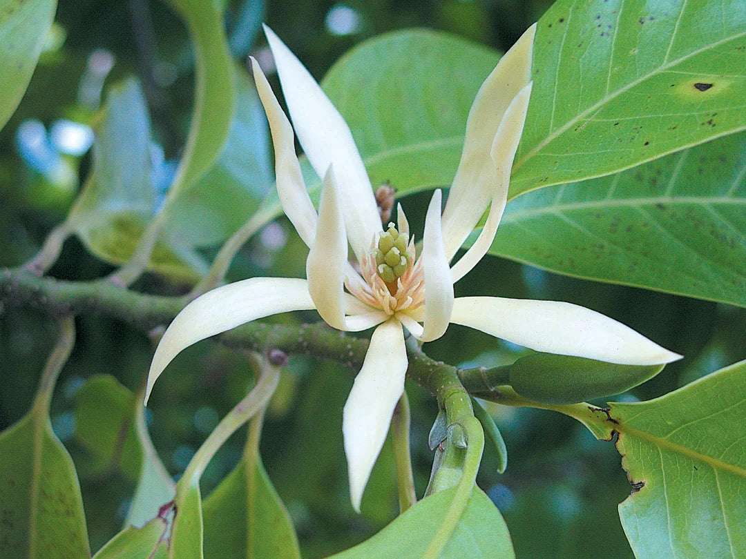 White flower with green leaves on a branch