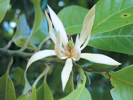 White flower with green leaves on a branch