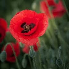 Red poppy flower with a bee on a blurred green background