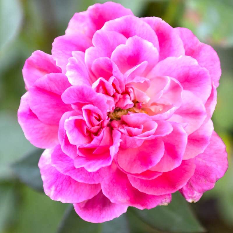 Close-up of a pink flower with a blurred green background