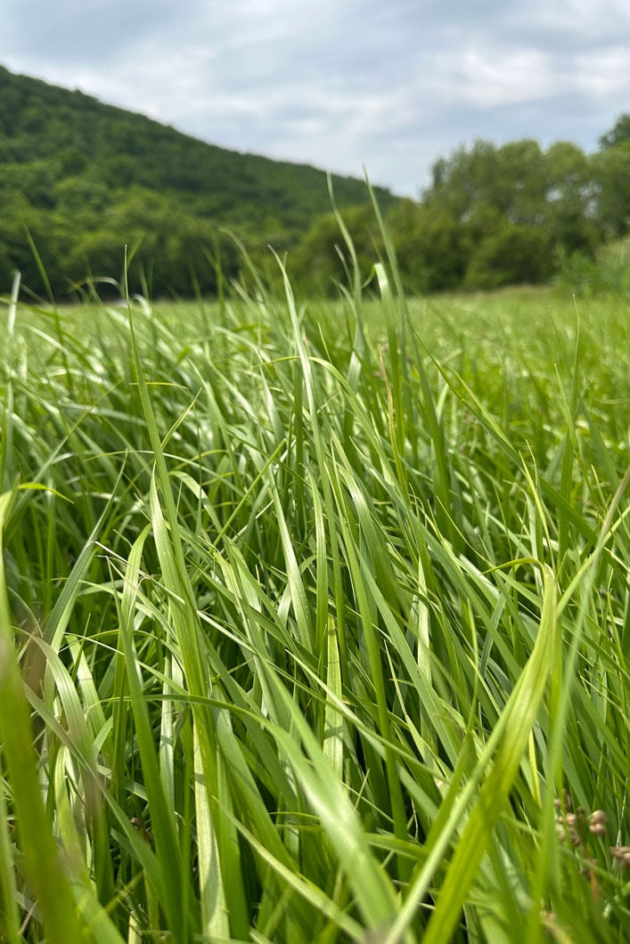 Tall green grass swaying in a field with trees and mountains in the background