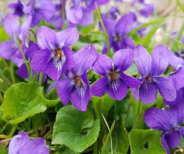 Close-up of purple flowers with green leaves