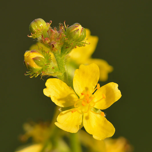 Agrimony Flower Yellow