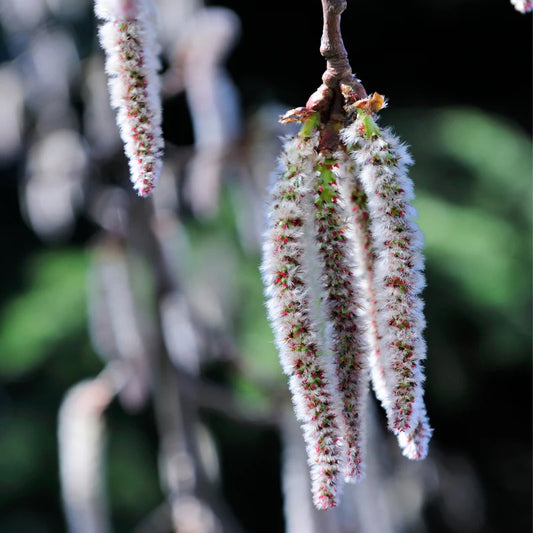 Aspen Flowers white fluffy