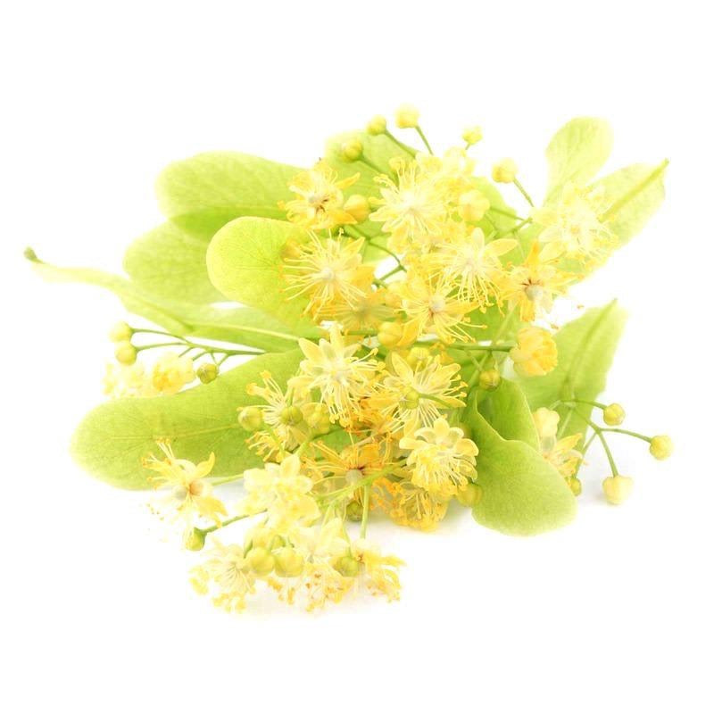 Yellow flowers and green leaves on a white background