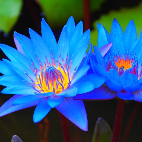 Two blue water lilies with a vibrant yellow center against a blurred green background