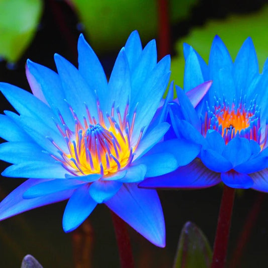 Two blue water lilies with a vibrant yellow center against a blurred green background