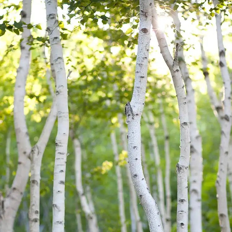 White Birch Fragrance Trees
