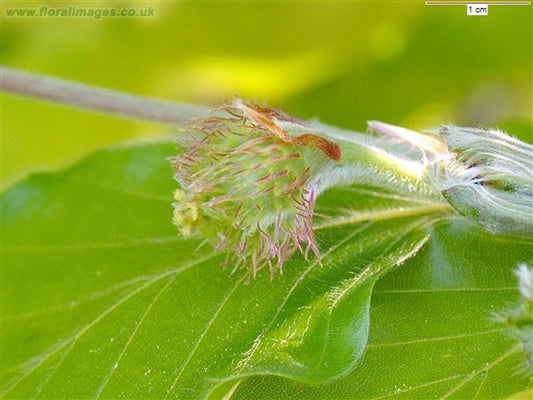 Flower Beech spiky