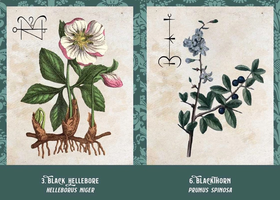 Botanical illustration of Black Hellebore and Blackthorn with decorative elements on a textured background.
