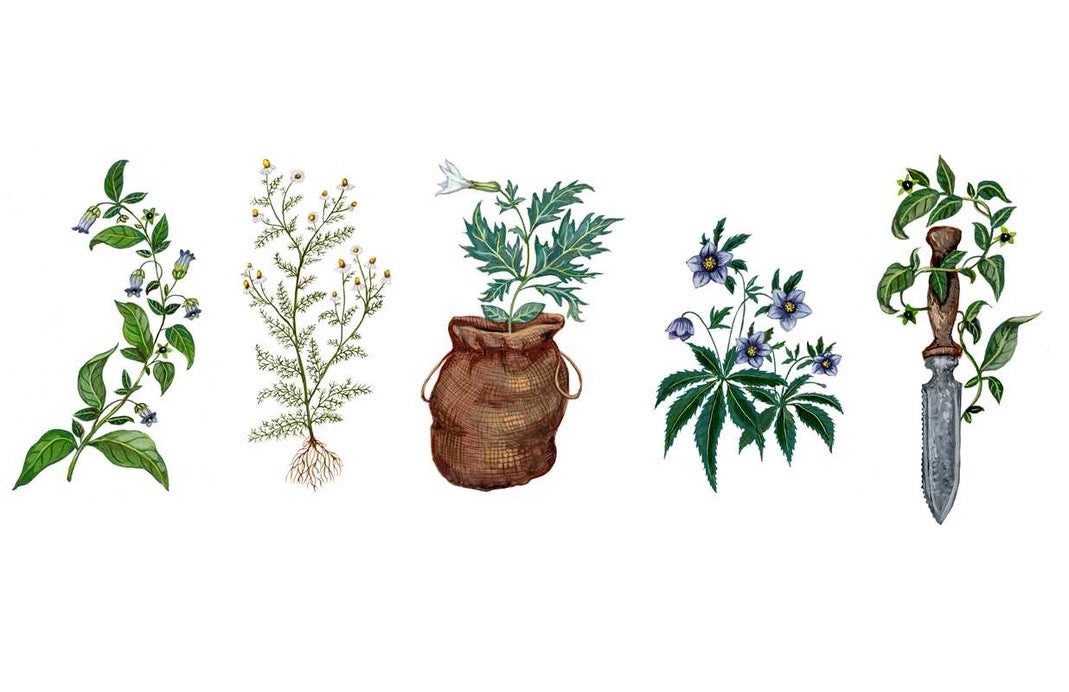 Illustrations of various plants and a dagger on a white background