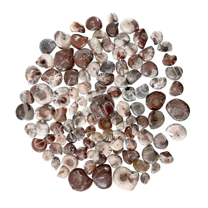 Ammonite Tumbled on a white background