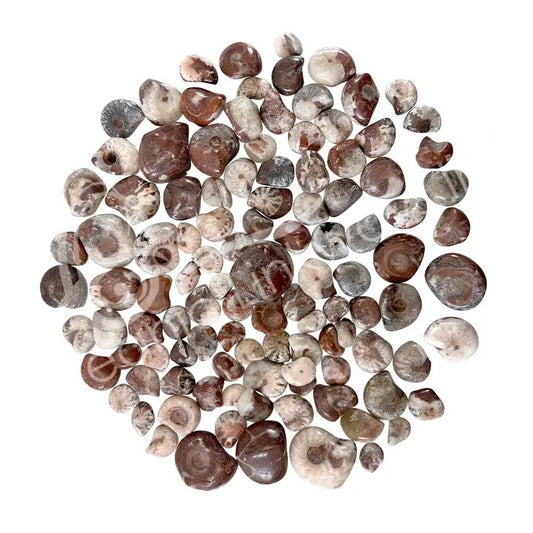 Ammonite Tumbled on a white background