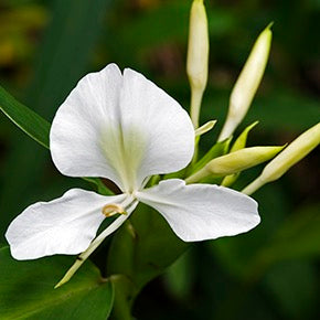 Hawaiian White Ginger Flower