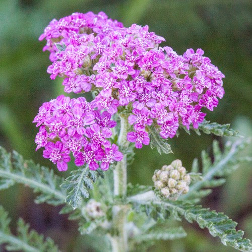 Close-up of a Pink flower with green leaves on a blurred green background