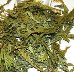 Cedar Tips Whole – Herbs and Arts
