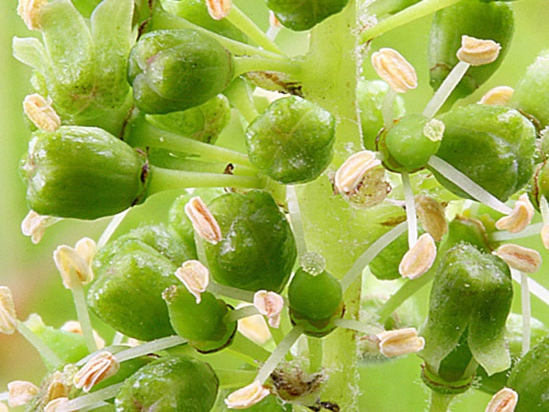 Flower Vine green