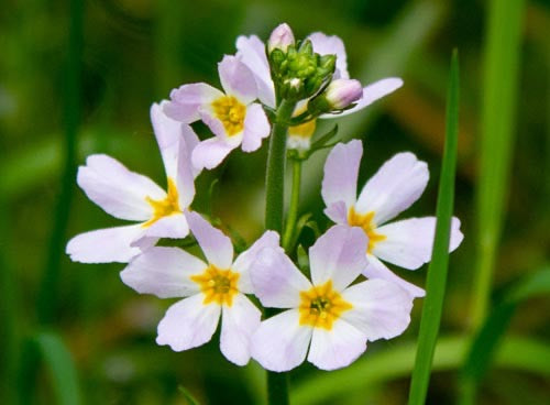 Flower Water Violet white purple