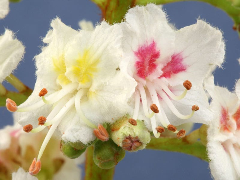 Flower Essence White Chestnut white yellow and pink