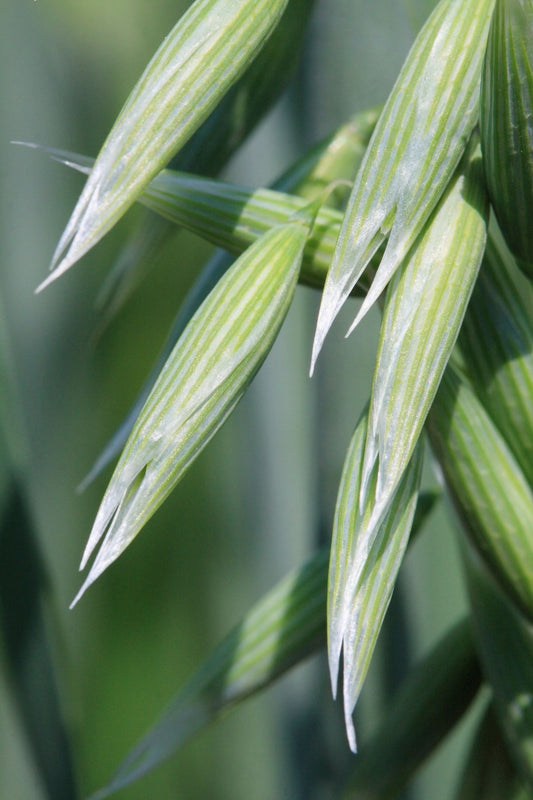 Flower Wild Oat green