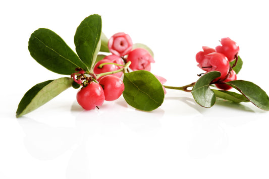 Wintergreen berries and leaves