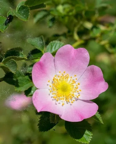 Flower Wild Rose Pink