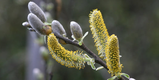 Flower Willow yellow white