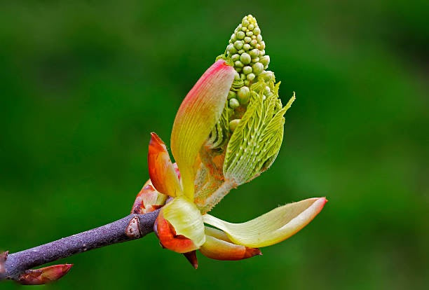 Flower Chestnut Bud