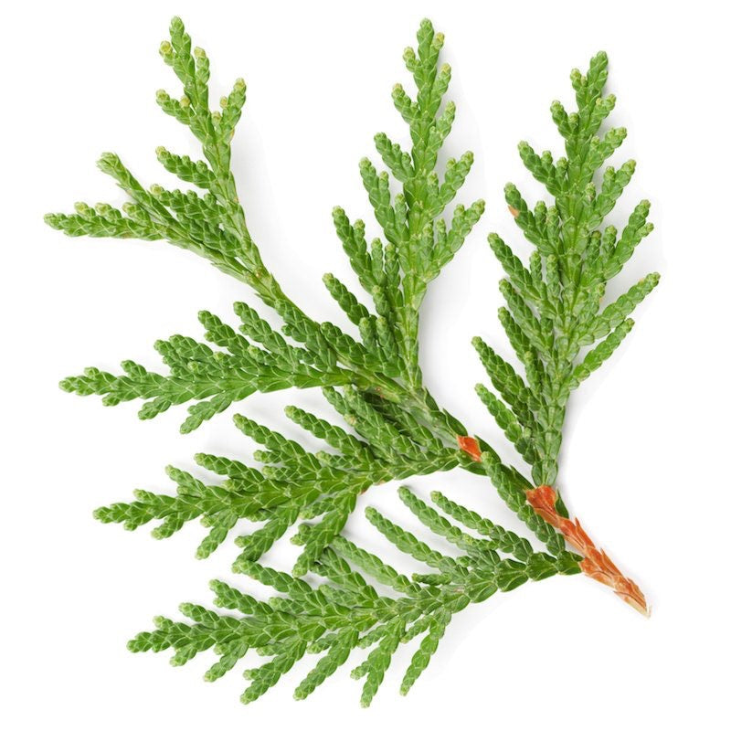 Thuja Occidentalis leaves