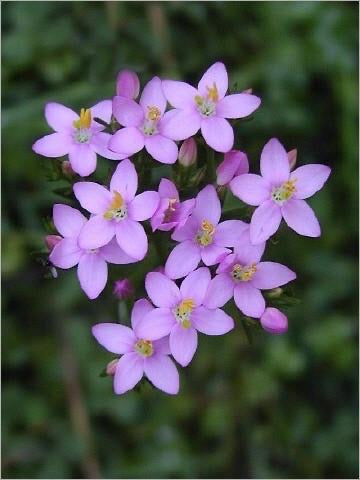 Flower Centaury pink