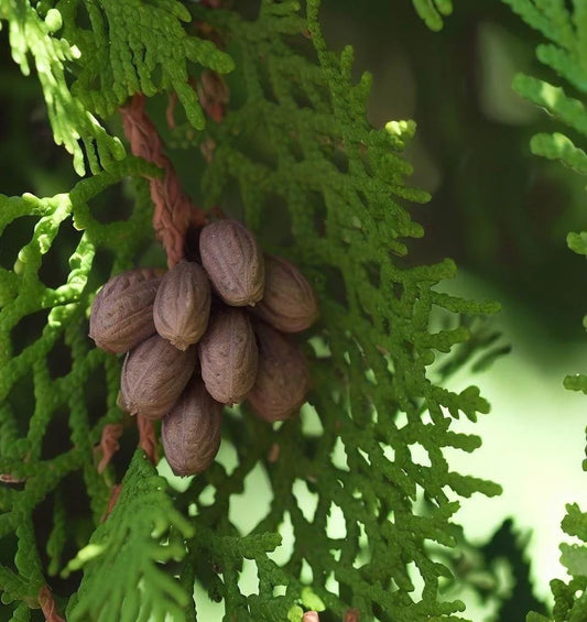 THUJA ORIENTALIS and leaves and nuts