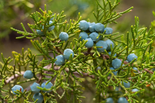 Juniperus virginiana berries and leaves